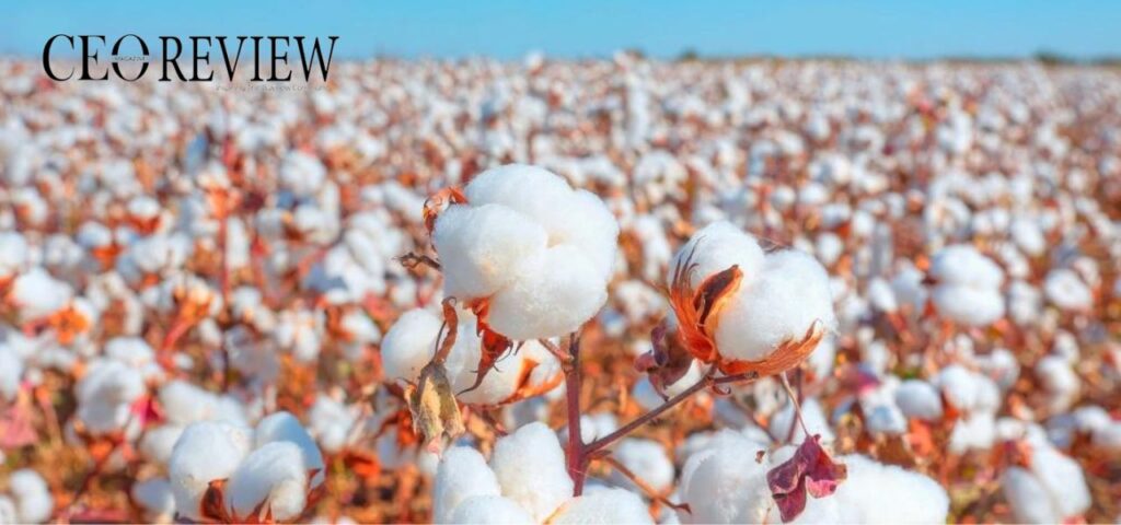 MCX Cotton