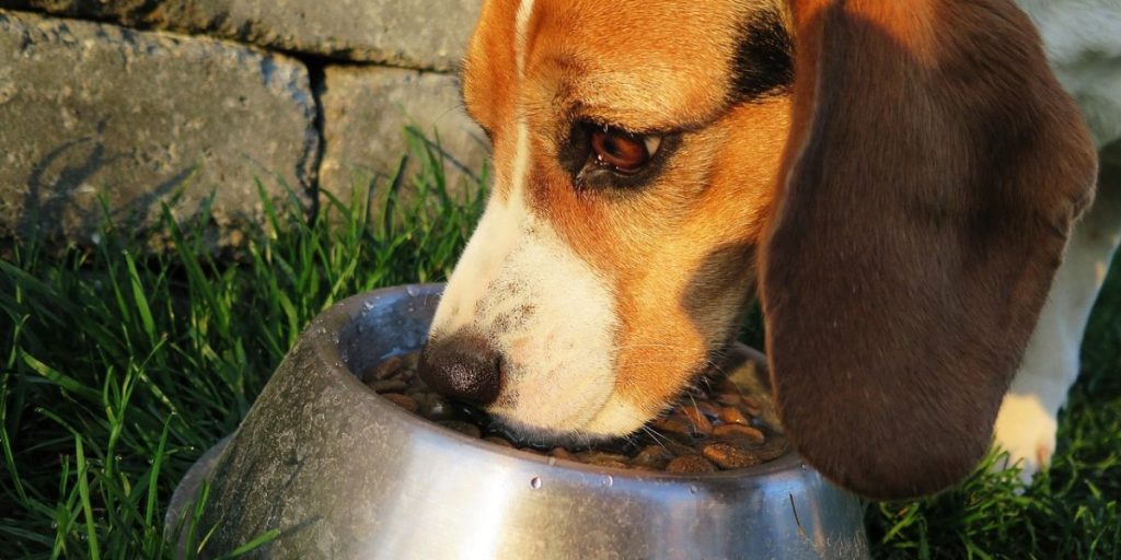 Best Dog Food Brands 2023 Recommended by Vets