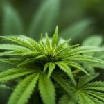 Can Properly Storing Delta 9 THC Improve Its Shelf Life