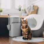 Cat Litter Disposal Made Easy